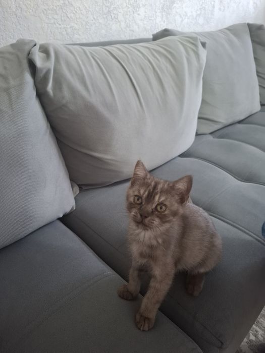Британец котенок короткошерстный