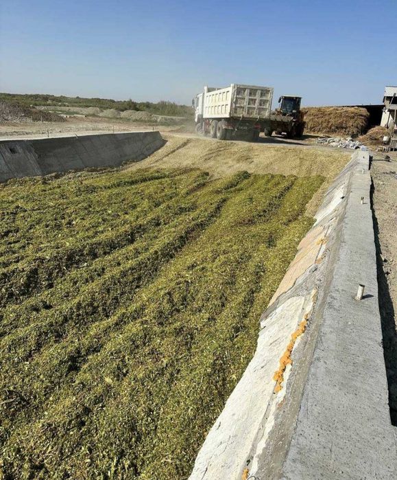 Makka (Silos) soʻtalik Yamaga bosilgan