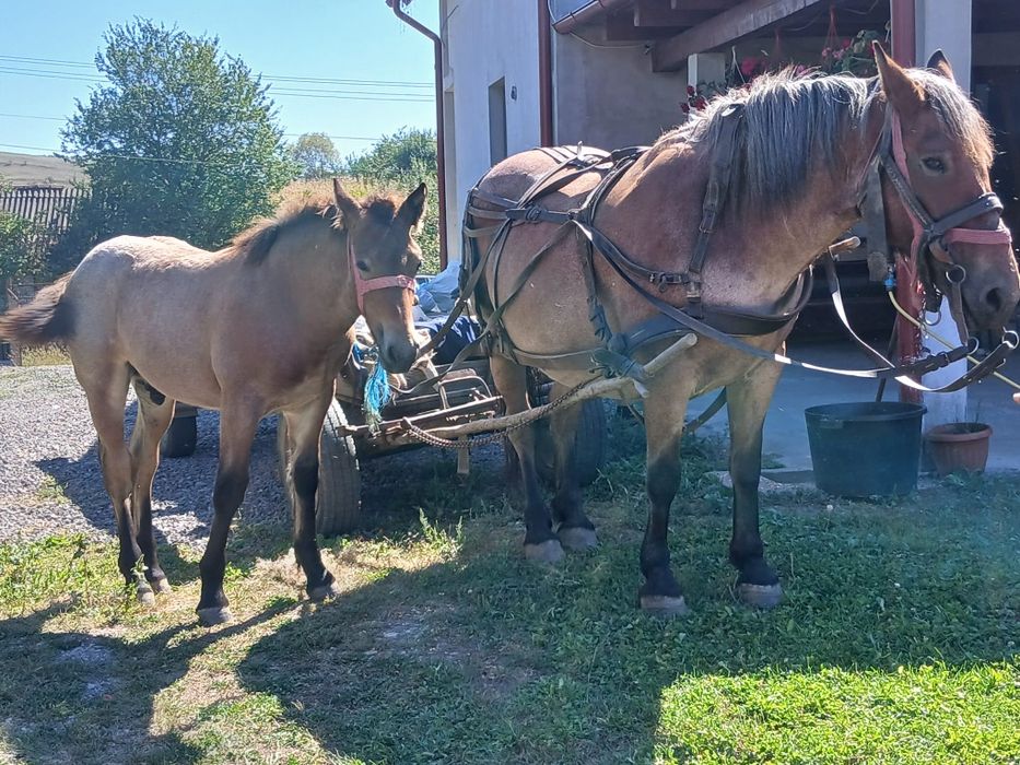Mânz de vânzare de 5 luni