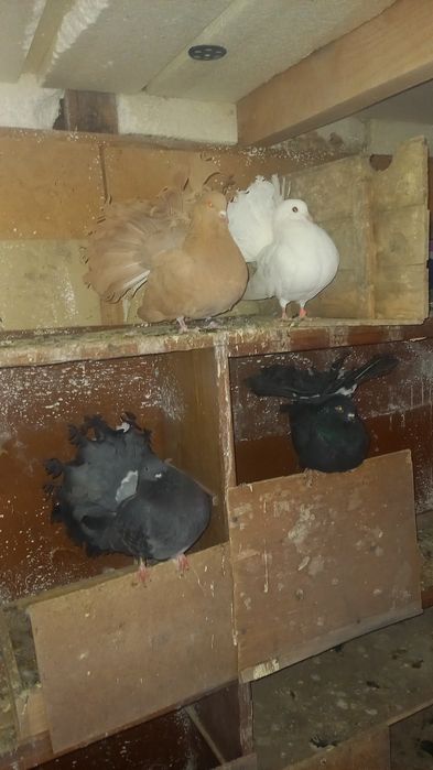 Голуби павлины кептер