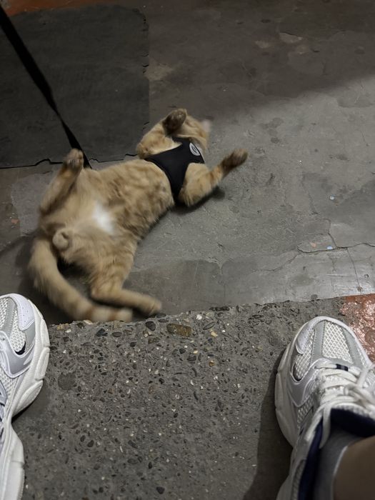 Отдам кота в добрые руки
