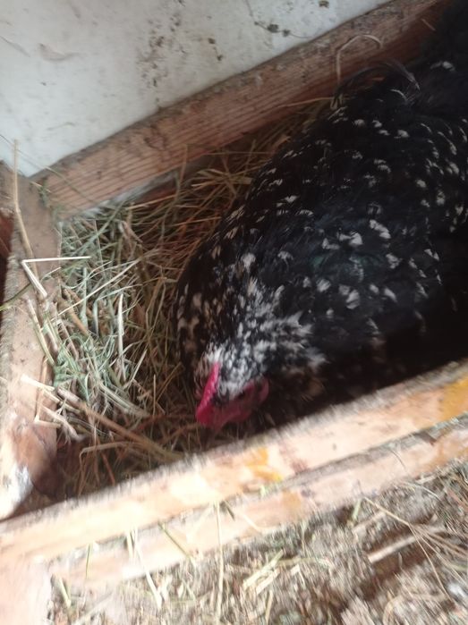 Курки шабо япон сотилади