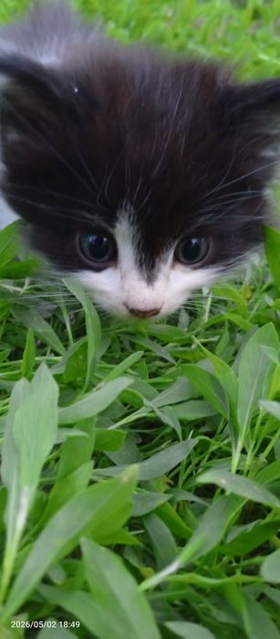 Очень красивые котята крысоловки