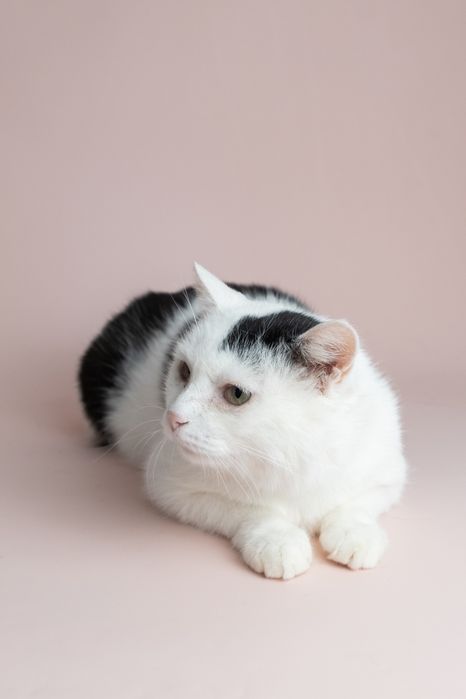 Ласковый кот ищет дом