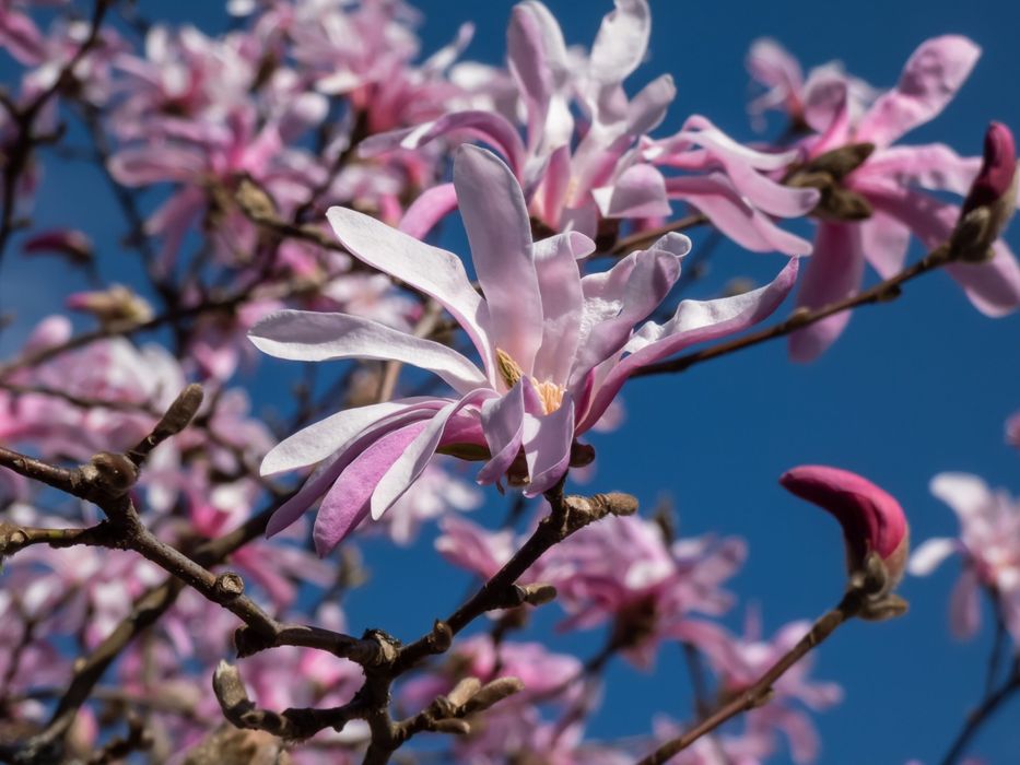 Magnolia Ruba Rustica