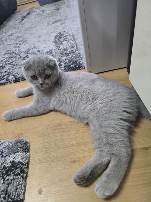 Pui de pisică Blue, 3 luni, vaccinați