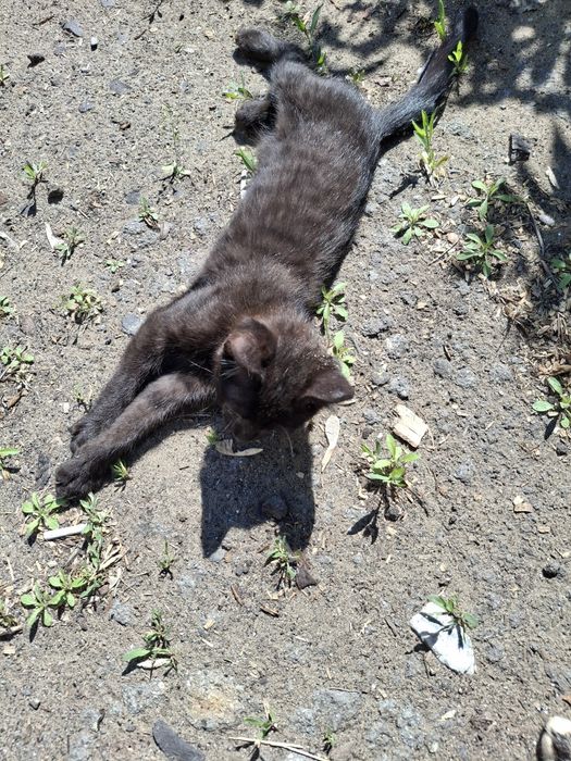 Отдам котёнка 2 месяца (мальчик)