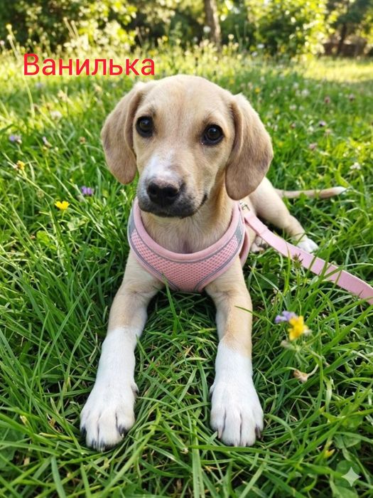 Пристраиваются три щенка.