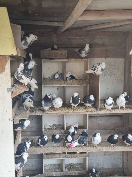 Porumbei birmigham rolleri