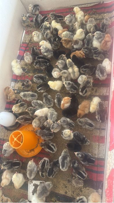 Продам цыплят цены разные