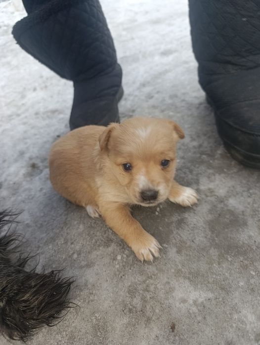 Щенок красивый .