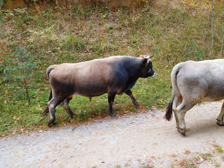 Продавам крави и бикове