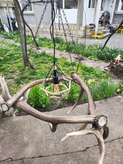 Полилей от еленови паднали рога