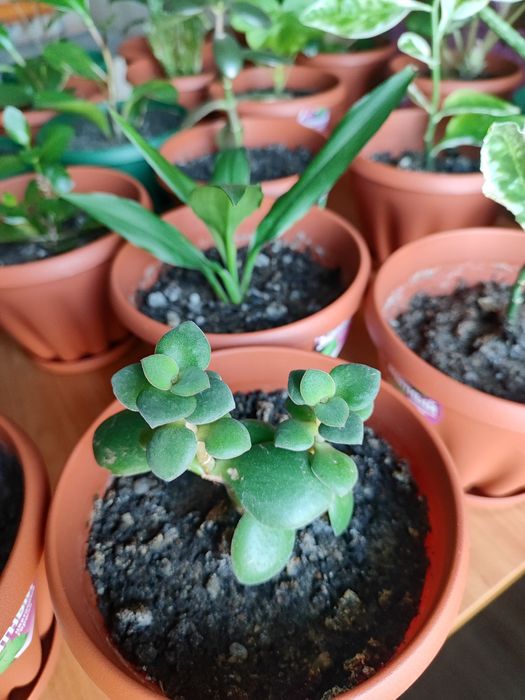 Продам комнатные цветы