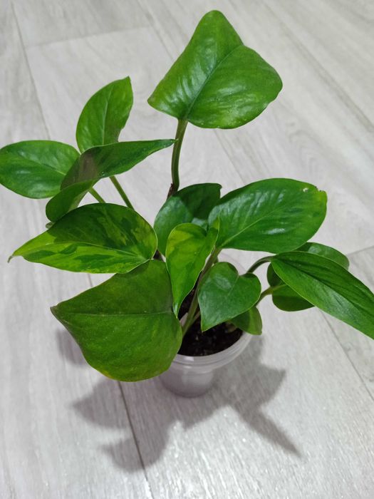 Продам домашние растения