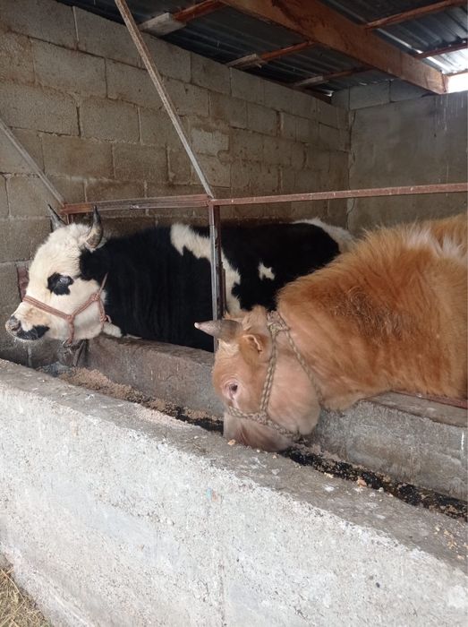 6 бас бука сатылады срочно