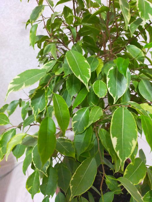 Фикус Бенджамина