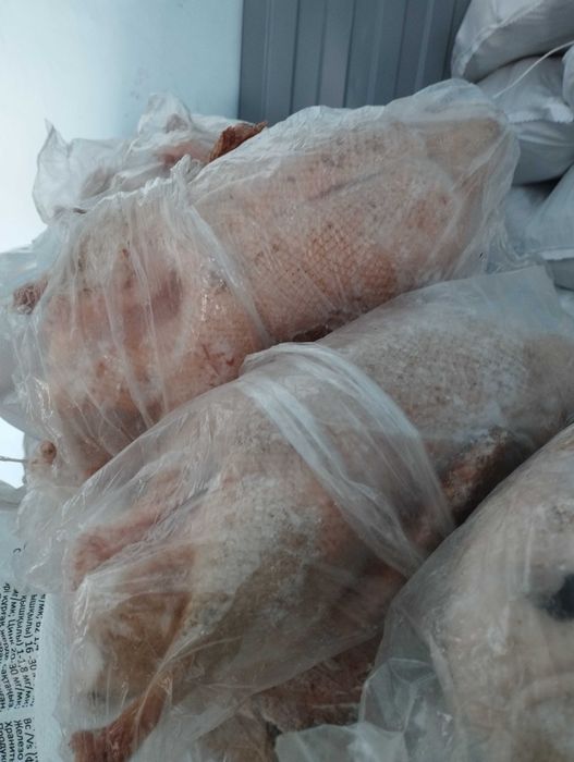 продам гусей домашних