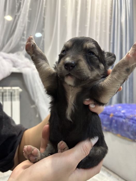 Отдаю щенков в добрые руки)