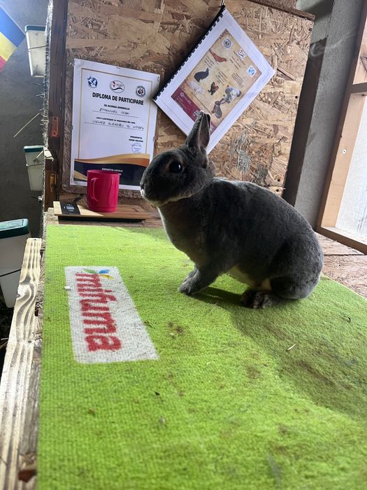 Femela rex pitic matura