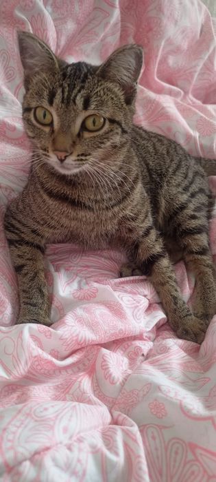 Китти ваш пушистый друг