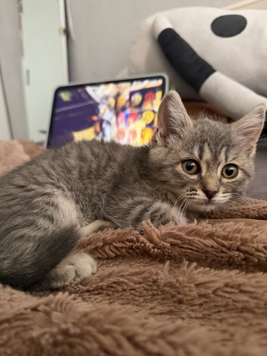 Шотландский котенок