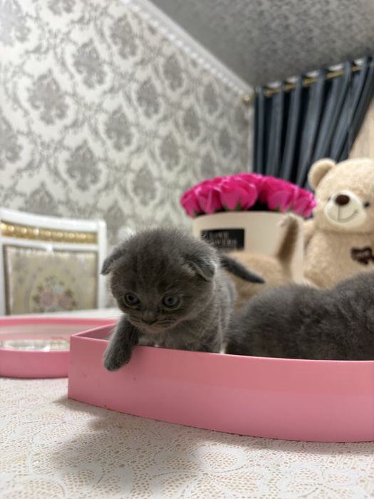 Породистые котят продается недорого