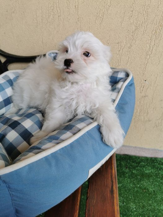 Bichon maltese mini toy