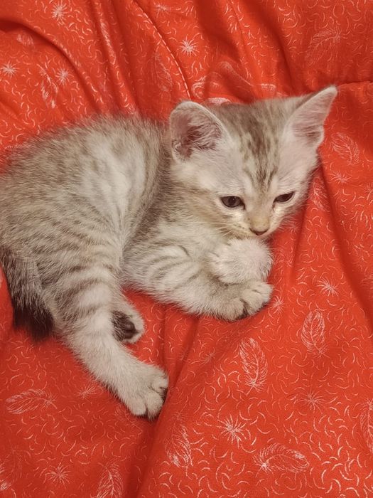 Котенок мальчик американский бобтейл