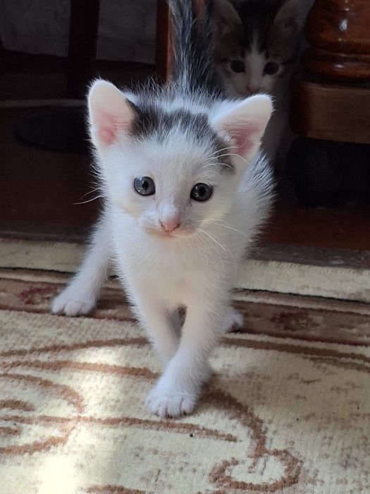Отдам котят в добрые руки