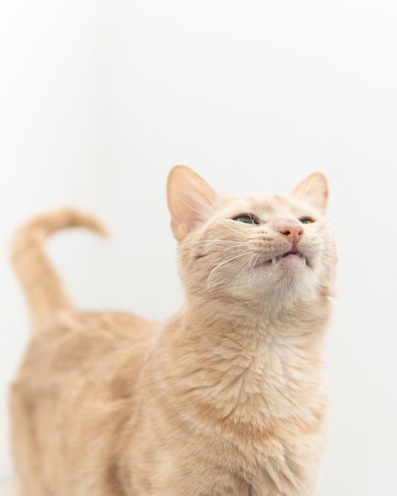 Кроткият Сид търси дом, кастриран