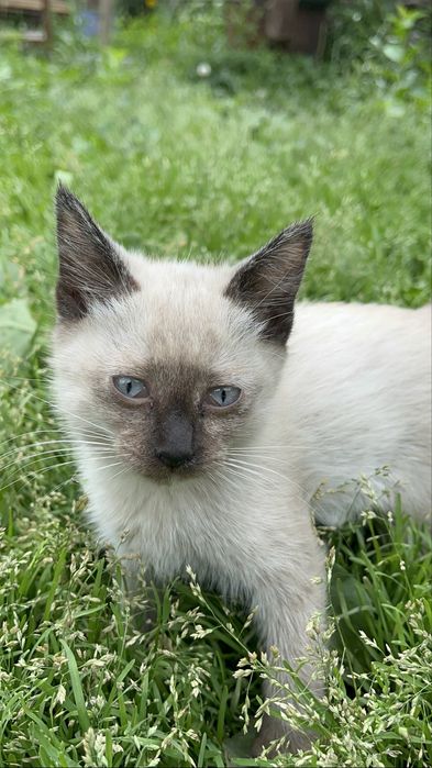 котята | кошки | 3 месяца