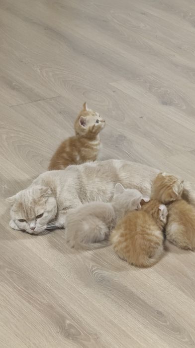 Котята породистые