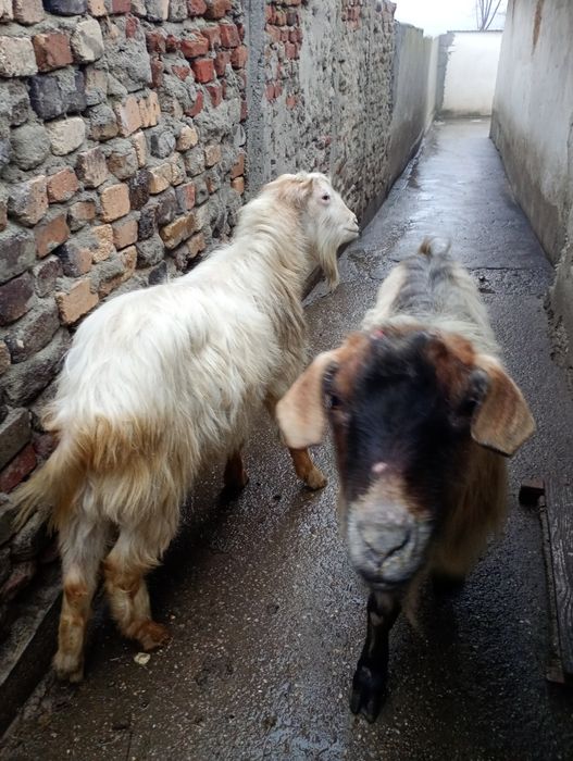 Vând 3 țapi , Braneț Olt