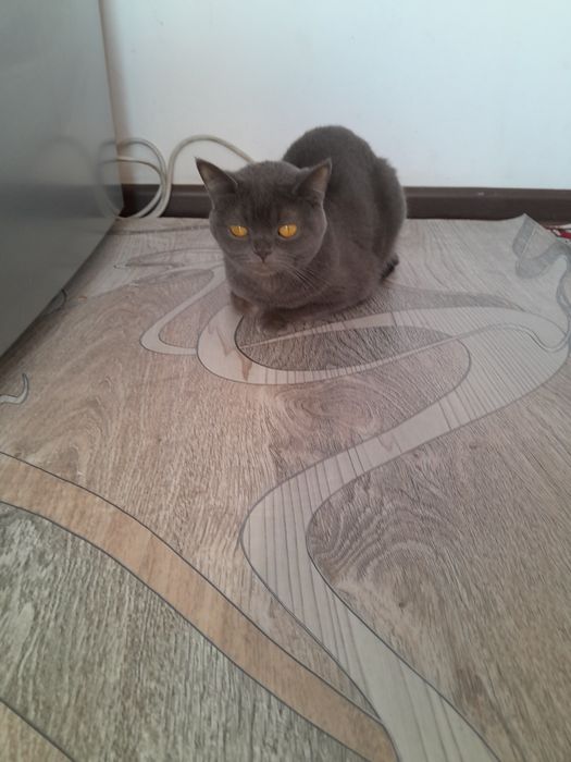 Мушук сотилади нархи800минг