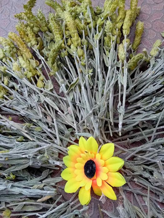 Мурсалски  чай на едро  и дребно