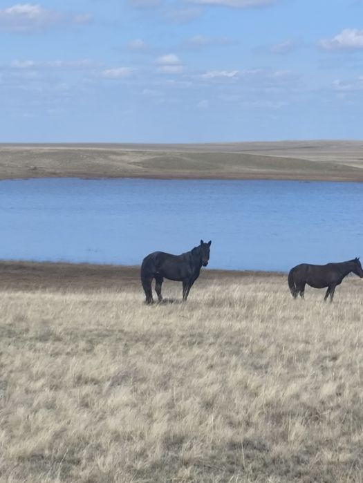 Жеребец Айгыр сатылады