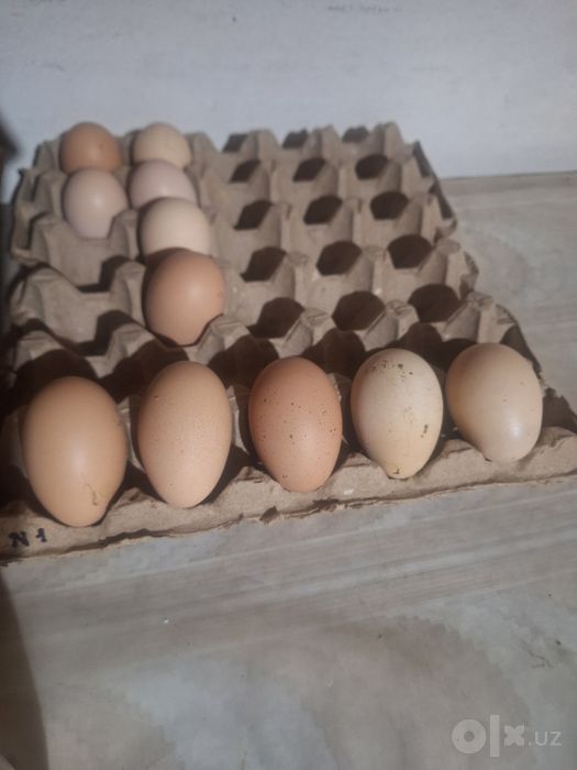 Яйца кур брама мрамор