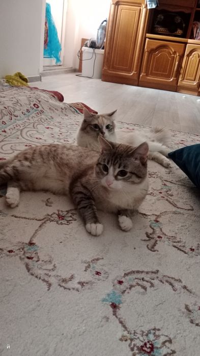 Даром 1 года домашние