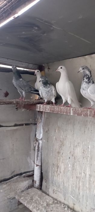 Голуби    Алматы