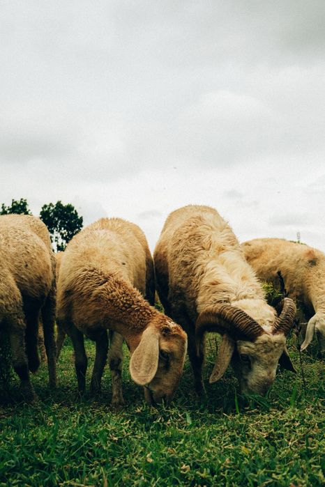Кой. Бараны. Баран. Қой. Тоқты. Еділбай. Меринос.