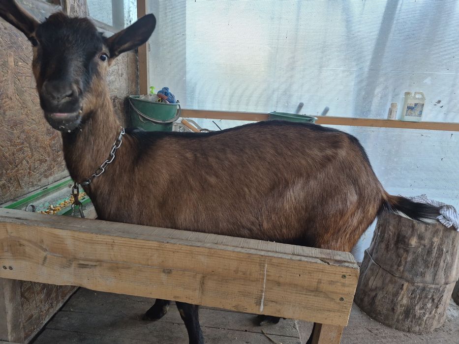 De vânzare  două capre si un tap