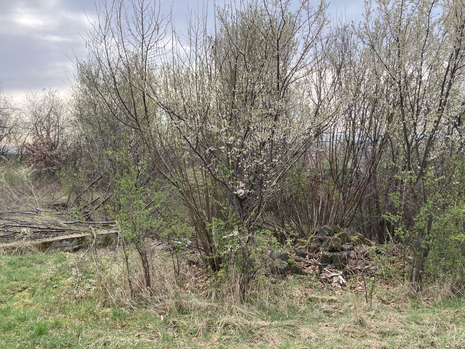 Defrisari si intretinere terenuri/ demolari