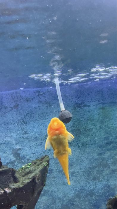 Отдам бесплатно