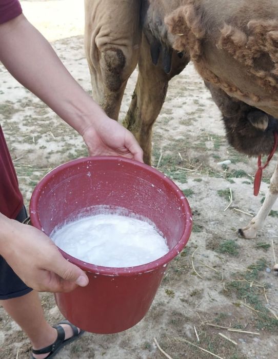 Кымыран.Туйе Сути.Шубат сатылады !