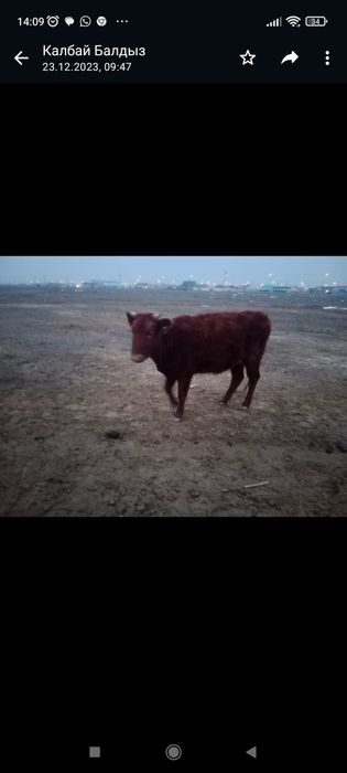 Сиыр сатылады, бағасы келісімді