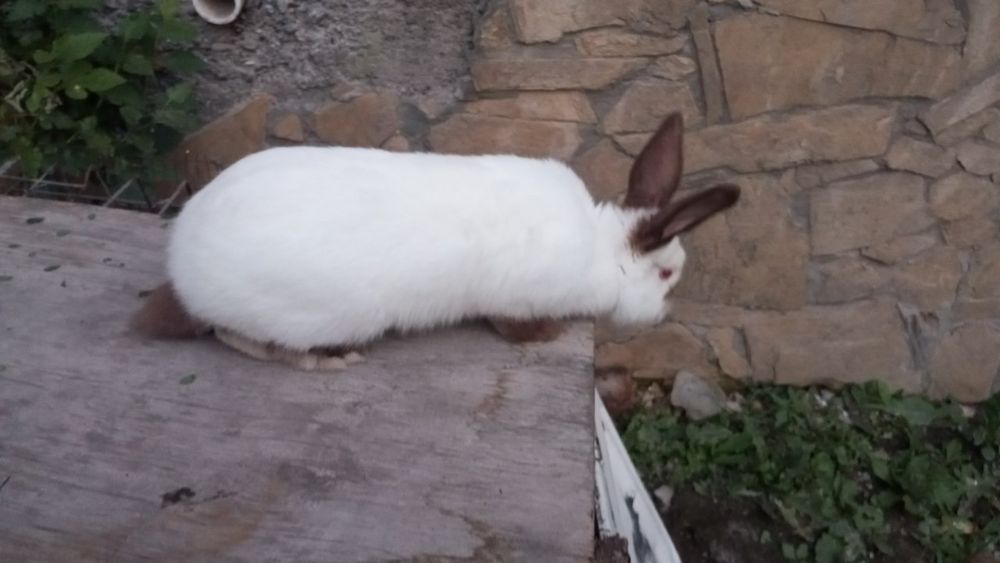 Quyonlar sotiladi zotli