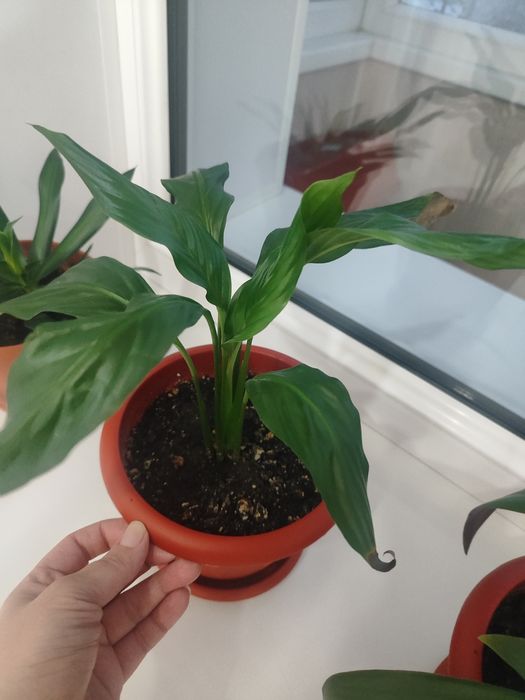 Домашние Комнатные цветы