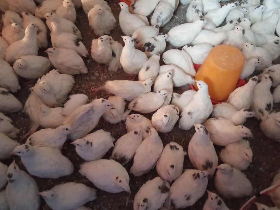 Бедана суйилади  230,270гр гача суйиб тозаланиб берилади