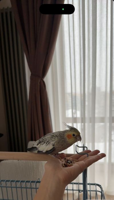 Поступление ручных малышей корелла